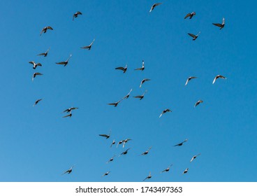 A shot of a flock of feral pigeons flying through a blue sky. - Shutterstock ID 1743497363