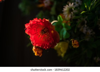 Shot Of A Flower At Philadelphia Flower Show 