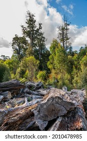 A Shot Of Forestry And Deforestation In The Takayna Tarkine Forest In Tasmania, Australia