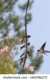 Shot of four barn swallow birds sitting on a wire and the mother is feeding them one by one in mukteshwar.