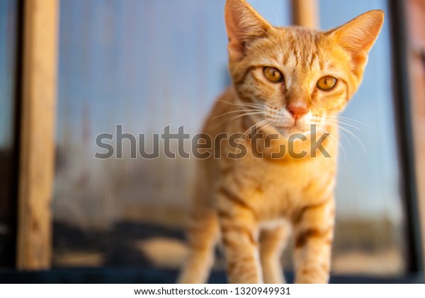 A shot of\
a ginger cat. Portrait of the cat\
head.