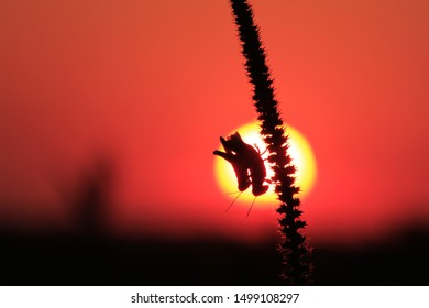 Shot Grass Hopper Closeup Sunset Sunset Stock Photo 1499108297 ...