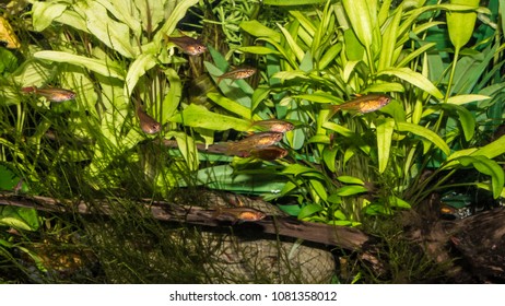 A Shot Of A Group Of Ember Tetra In A Tropical Fish Tank.