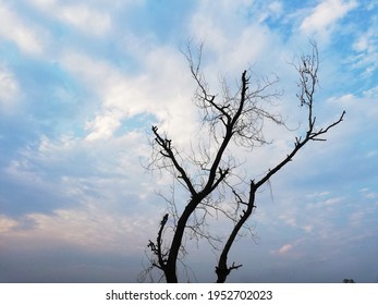 Shot Of A  Half Dead Tree.