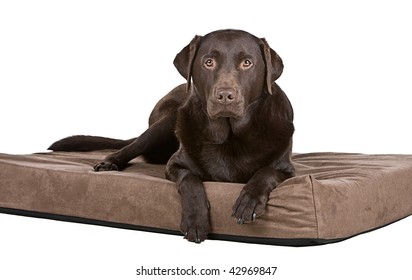 Shot Of A Handsome Chocolate Labrador On His Memory Foam Bed. Comfy!