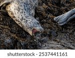 A shot of harbor or common seals lying on one side at the seashore with its mouth open