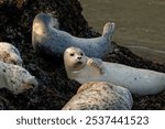 A shot of harbor or common seals lying on the rocks at the seashore