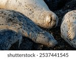 A shot of harbor or common seals lying on the rocks at the seashore in the sun