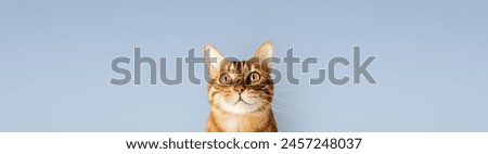 Shot in the head of a Bengal cat. Domestic cat looks up.