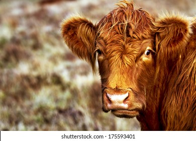Shot Of A Highland Cow With Tongue Out