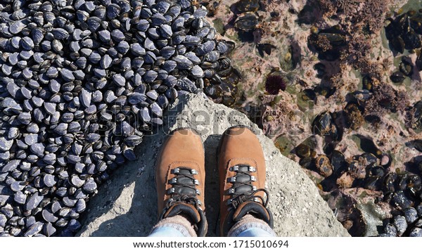 Shot of hiking feet in hiking boots, standing on a\
rock with water on one side and sea muscles on the other side.     \
                       