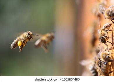 Shot of a honeybee carrying pollen into the beehive.
