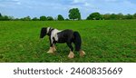 A shot of a horse in a field. Taken at woodgate valley country park in Central England. May 2024.