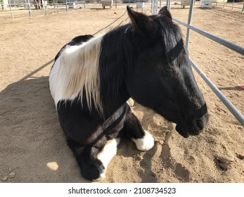 A Shot Of A Horse Laying Down In The Dirt.