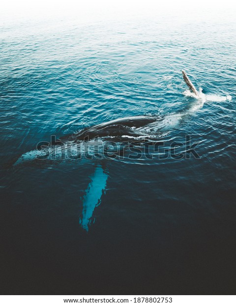 Shot Humpback Whale Great Barrier Reef Stock Photo 1878802753 ...