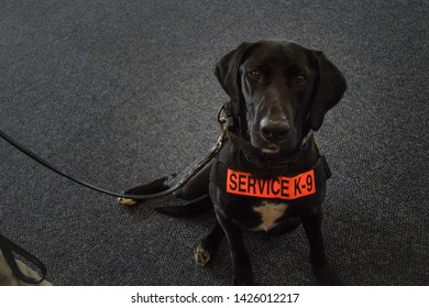 Shot Of An Isolated Service Dog Sitting 
