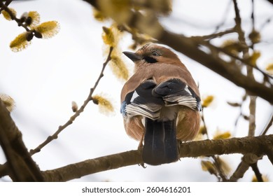 Shot of an jay in a willow tree