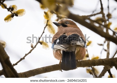 Shot of an jay in a willow tree