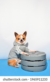 Shot of a little dog chihuahua with sports equipment. Sport, fitness, bodybuilding concept. Dog wearing little tracksuit, dog isolating on white background