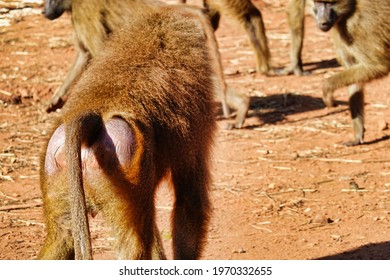 A shot of a monkey from behind