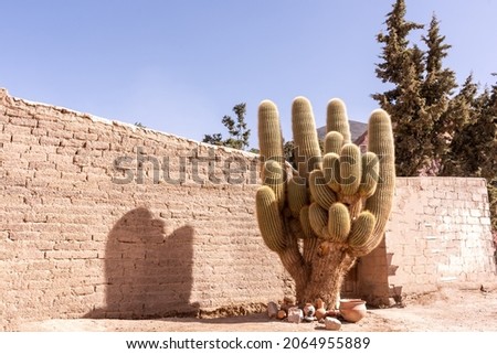 A shot of an old saguaro (Carnegiea gigantea) tree-like cactus near the brick wall under the blue