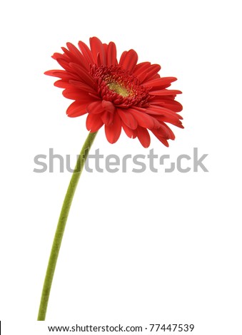 shot of one red Gerber Daisy with green stem