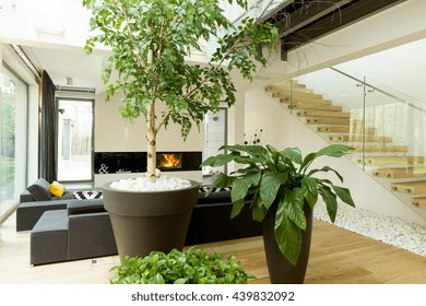 Shot of plants in a modern living room