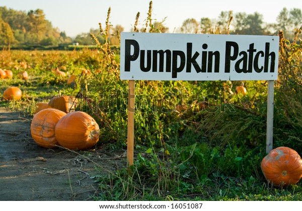 Shot Pumpkin Patch Sign On Pumpkins Stock Photo (Edit Now) 16051087