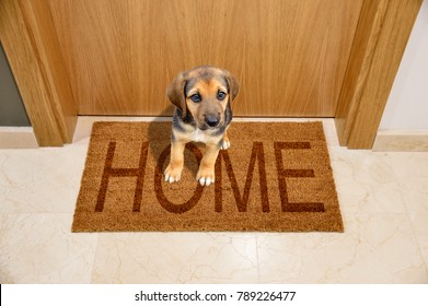 Shot Of A Puppy Dog Sitting On A Home Mat At Front Door