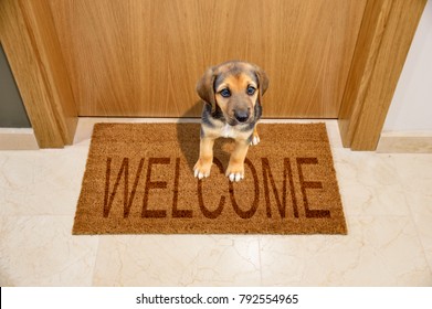 Shot Of A Puppy Dog Sitting On A Welcome Mat At Front Door