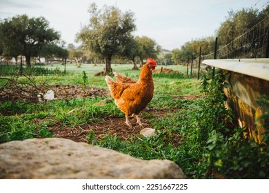 Shot of a red-crested hen in the country side in the morning. It is surrounded by green grass. - Shutterstock ID 2251667225