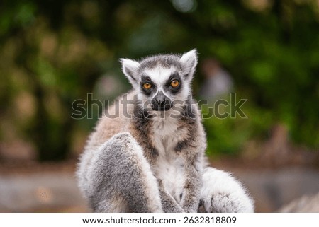A shot of ring tailed lemur resting on a tree branch during sunny day in the zoo. High quality photo