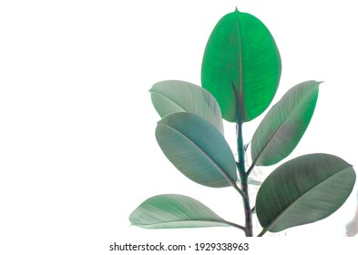 Shot of rubber plant ficus, isolated on white background
