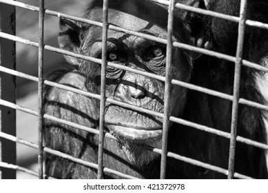 A shot of a sad chimpanzee in the cage of a zoo