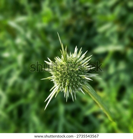 ​Macro shot of a sharp green thistle bud with defensive spikes on a blurred nature background