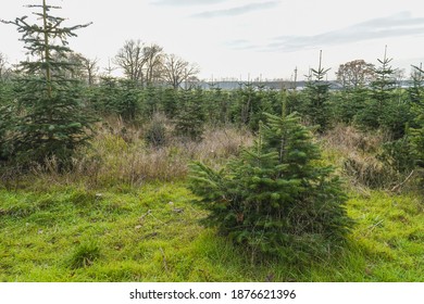 A Shot Of Siberian Spruce In Nursery