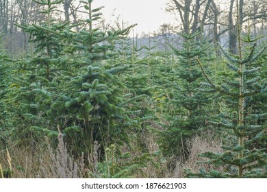 A Shot Of Siberian Spruce In Nursery