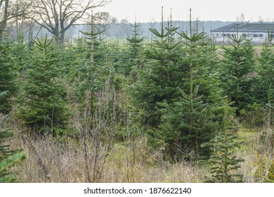 A Shot Of Siberian Spruce In Nursery