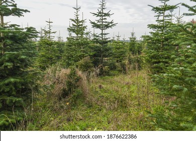 A Shot Of Siberian Spruce In Nursery