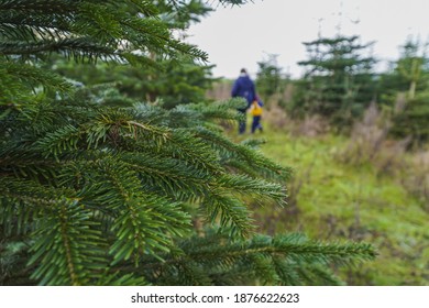 A Shot Of Siberian Spruce In Nursery