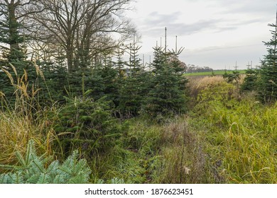 A Shot Of Siberian Spruce In Nursery