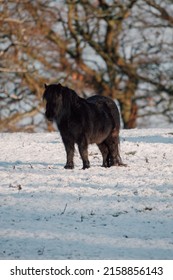 A Shot Of A Small Black Horse On The Snow