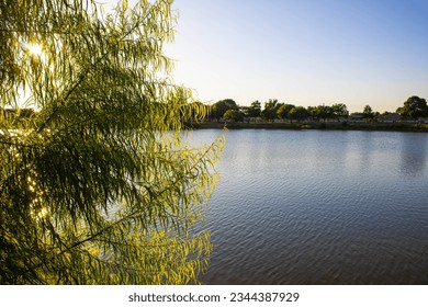 Shot of a small tree in front of a large pond at Burke Crenshaw Park.