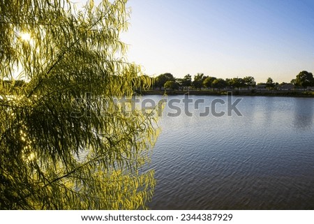 Shot of a small tree in front of a large pond at Burke Crenshaw Park.