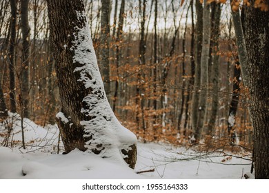 Shot of a snowy tree trunk in a forest