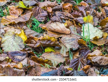 A Shot Of Some Colourful Leaf Litter.