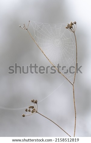 Similar – Image, Stock Photo brown-green Environment