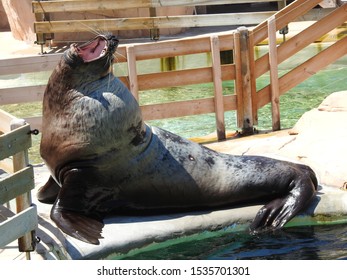 Shot Of A Steller Sea Lion Yawning.