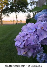 Shot In Summer. Hampton’s NY. Sagaponack, NY. 2019.