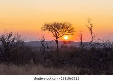 a shot of the sun setting behind a tree at balule nature reserve of kruger national park in south africa